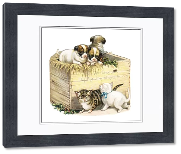Kittens and puppies on a box-shaped Christmas card
