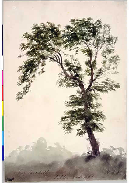 Near Larkhill Study of a Tree