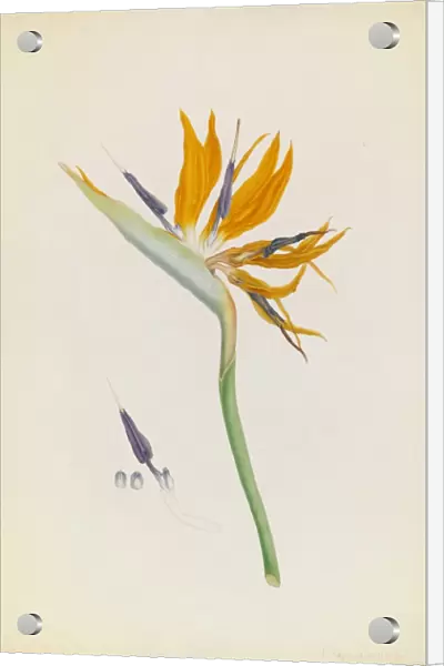Strelitzia reginae, Bird-of-paradise