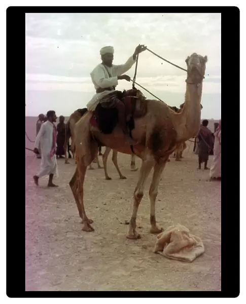 Camels with Omani people in Oman