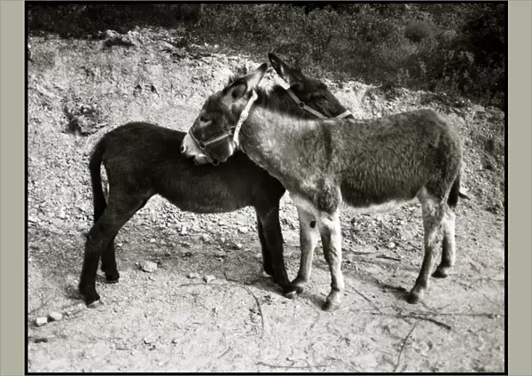 Donkeys, Spain