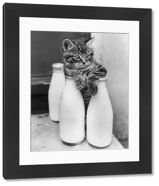Tabby kitten with three pints of milk