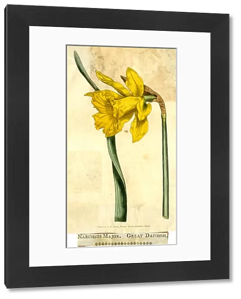 Narcissus Major, Great Daffodil