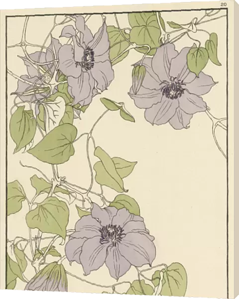 x. Decorative flower study by Jeannie Foord.. 1899
