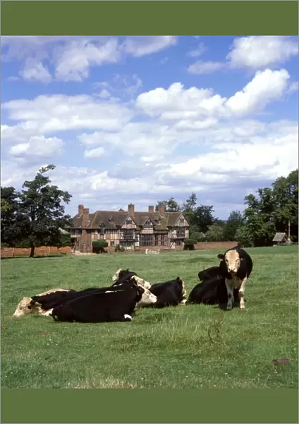 Wick Manor with cattle, Wick, Worcestershire