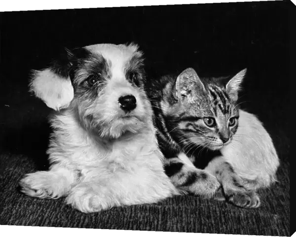 Tabby kitten and terrier puppy