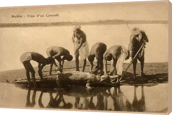 Egypt - River Nile - Capturing a crocodile