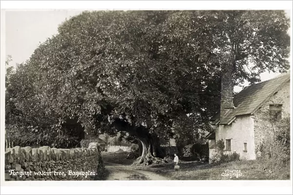 The Giant Walnut Tree - Bossington, Exmoor, Somerset