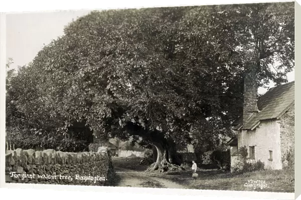 The Giant Walnut Tree - Bossington, Exmoor, Somerset