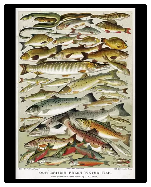 A Selection of Fish