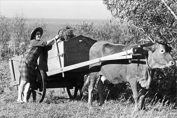 Woman with cow cart Portugal - 2