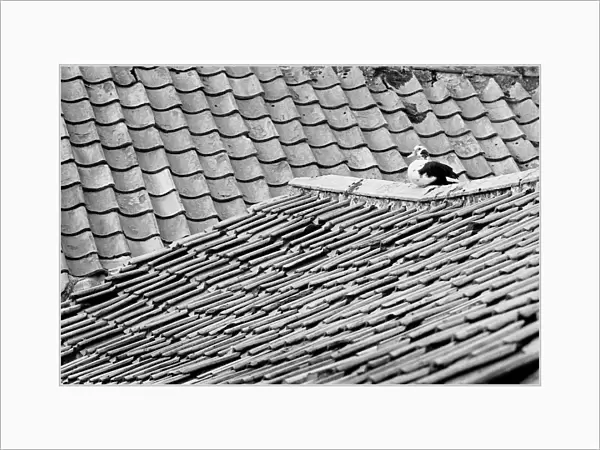 Sitting duck on Yorkshire roof