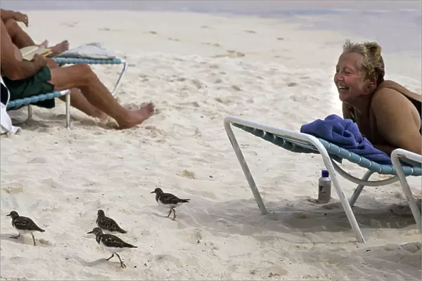 Wading birds and female tourist on beach, Hamilton, Bermuda