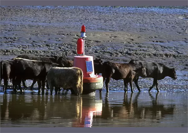 Cattle beside a port hand buoy in the River Dee at low water