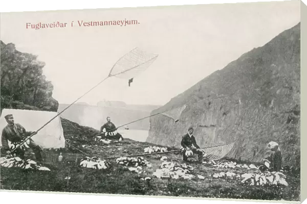 Westman Islands, Iceland - Puffin Catching. Date: circa 1903