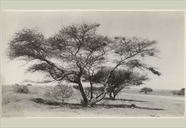 Kimberley, South Africa - Marula Tree Date: circa 1920s