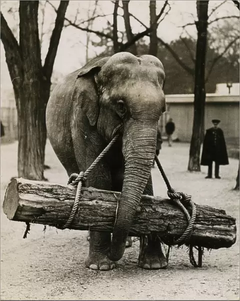 ELEPHANT CARRYING LOG