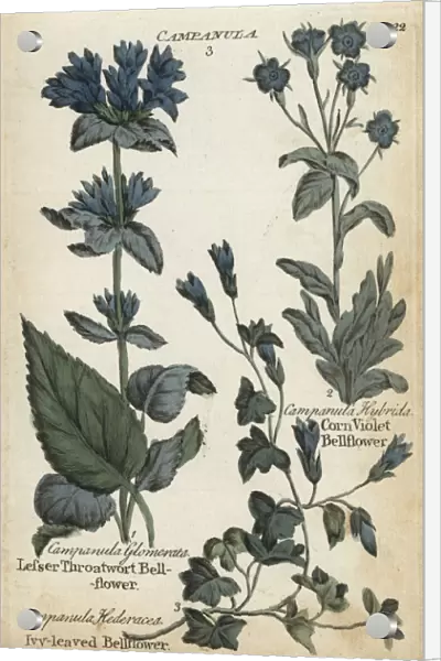 Lesser throatwort, ivy-leaved and corn violet bellflower