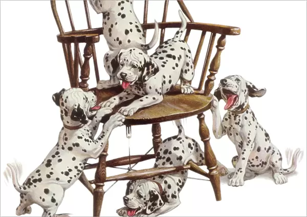 Playful Dalmatian Pups Date: 1950