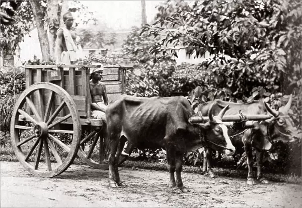 Bullock cart, Malaya (Malaysia) circa 1880s. Date: circa 1880s