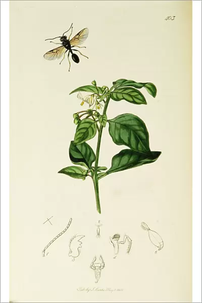 Curtis British Entomology Plate 403