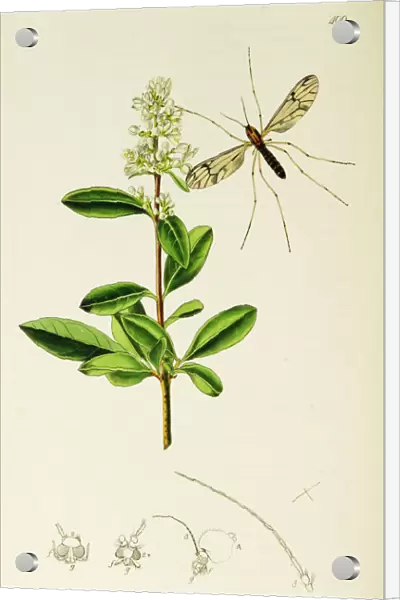 Curtis British Entomology Plate 409
