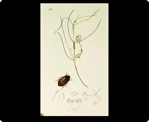Curtis British Entomology Plate 466