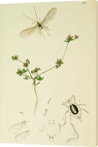Curtis British Entomology Plate 528