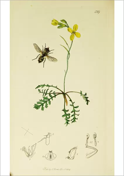 Curtis British Entomology Plate 529
