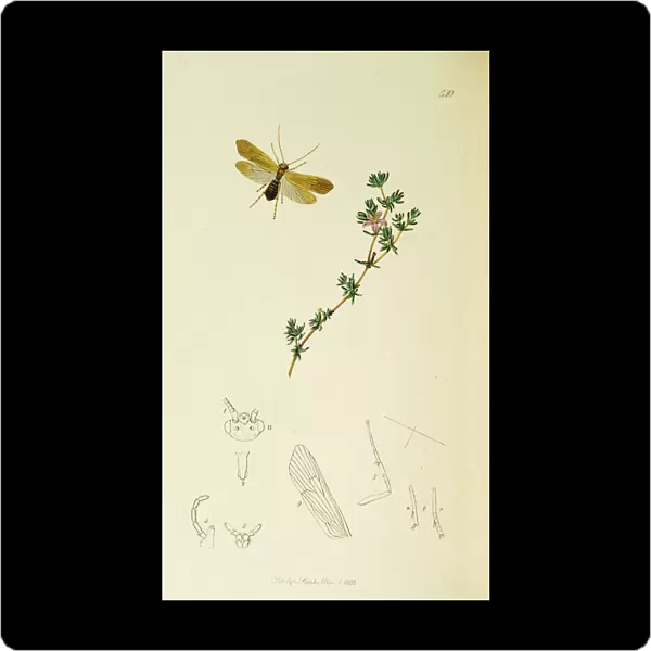 Curtis British Entomology Plate 540
