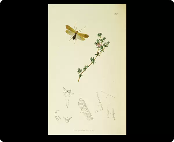Curtis British Entomology Plate 540