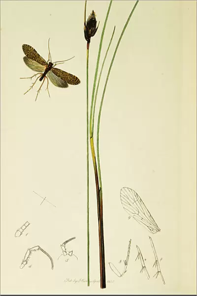 Curtis British Entomology Plate 544