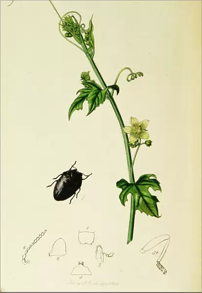 Curtis British Entomology Plate 686