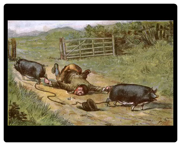 Farmer loses control of his pigs