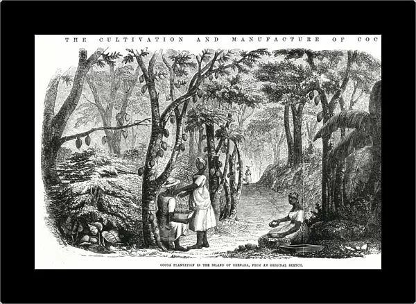 Cultivation and manufacture of cocoa 1855