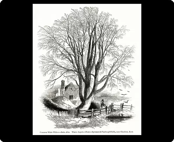 Common White Willow tree, Salix Alba