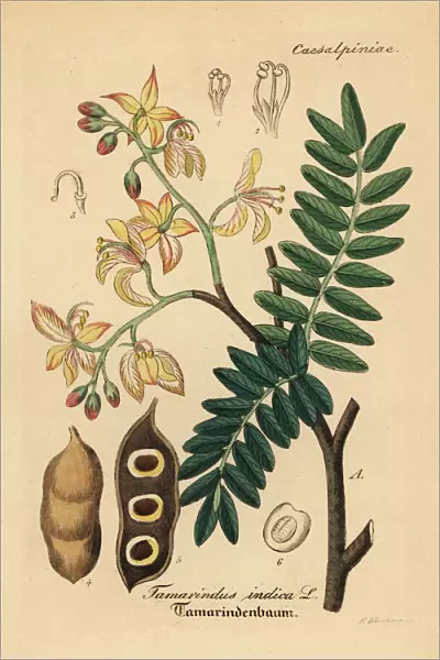 Tamarind, Tamarindus indica