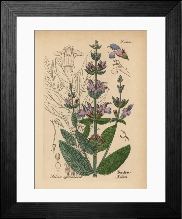 Framed Print : Garden Sage Print, Salvia officinalis, 1876 Engraving Framed Print : Garden Sage Print, Salvia officinalis, 1876 Engraving