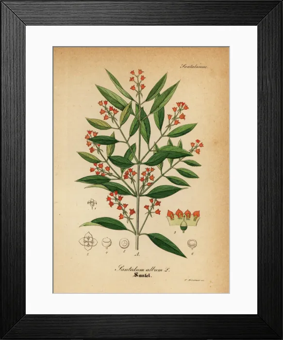 Framed Print : Indian Sandalwood Print, 1876