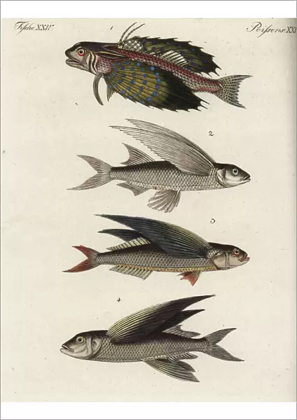 Flyingfish varieties
