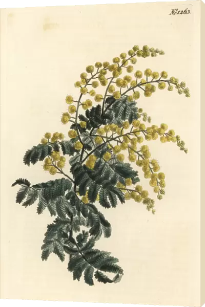 Downy wattle, Acacia pubescens (vulnerable)