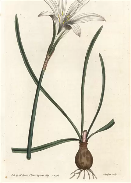 Atamasco lily, Zephyranthes atamasco