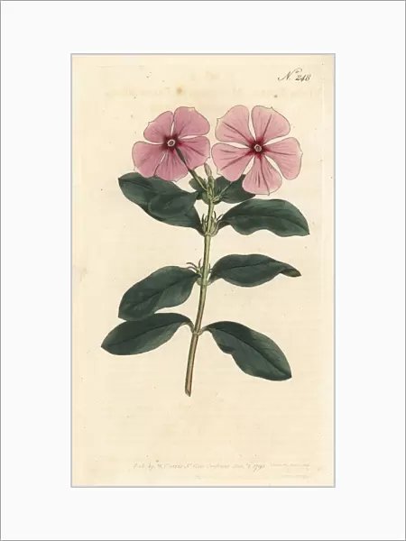 Madagascar periwinkle, Catharanthus roseus