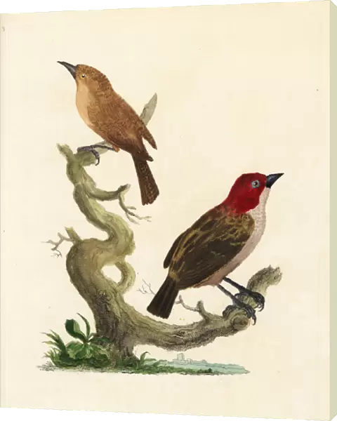 Red-headed finch and brown warbler