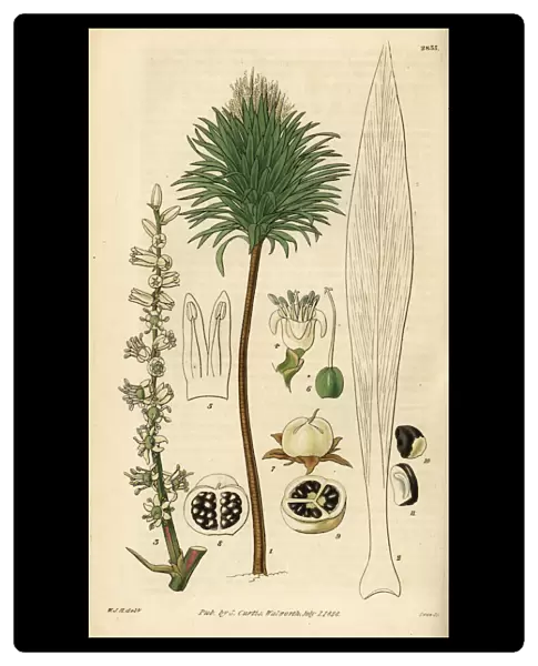 Cabbage palm, Cordyline australis