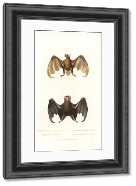 Greater bulldog bat or fisherman bat (Noctilio leporinus