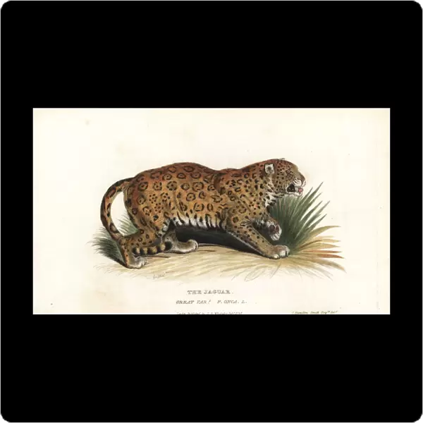 Jaguar, Panthera onca. Near threatened