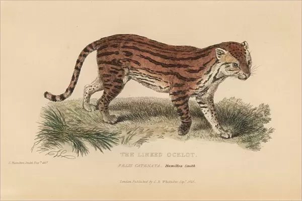 Margay, Leopardus wiedii catenata. Threatened