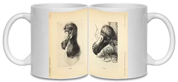 White dodo heads by Cornelis Saftleven and Jan Goeimare
