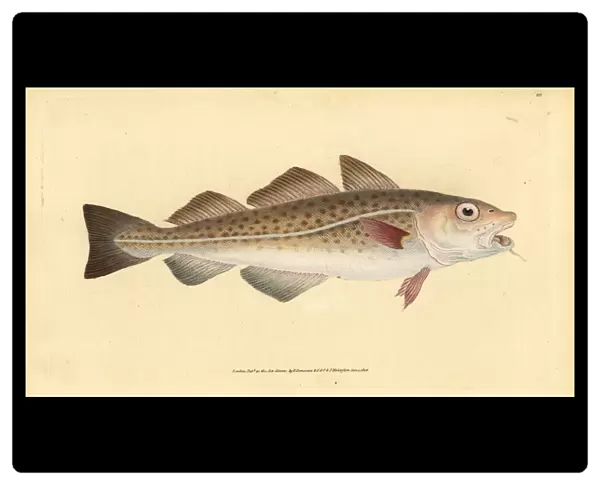 Atlantic cod, Gadus morhua. Vulnerable